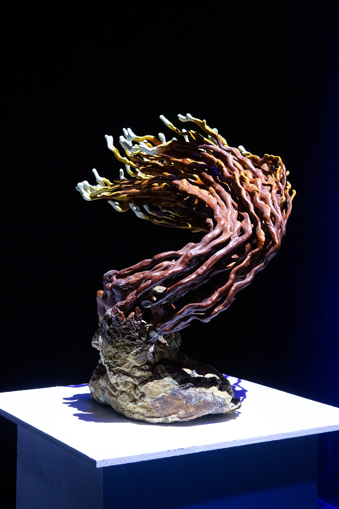 Detail of a reishi mushroom specemin under a bright spotlight